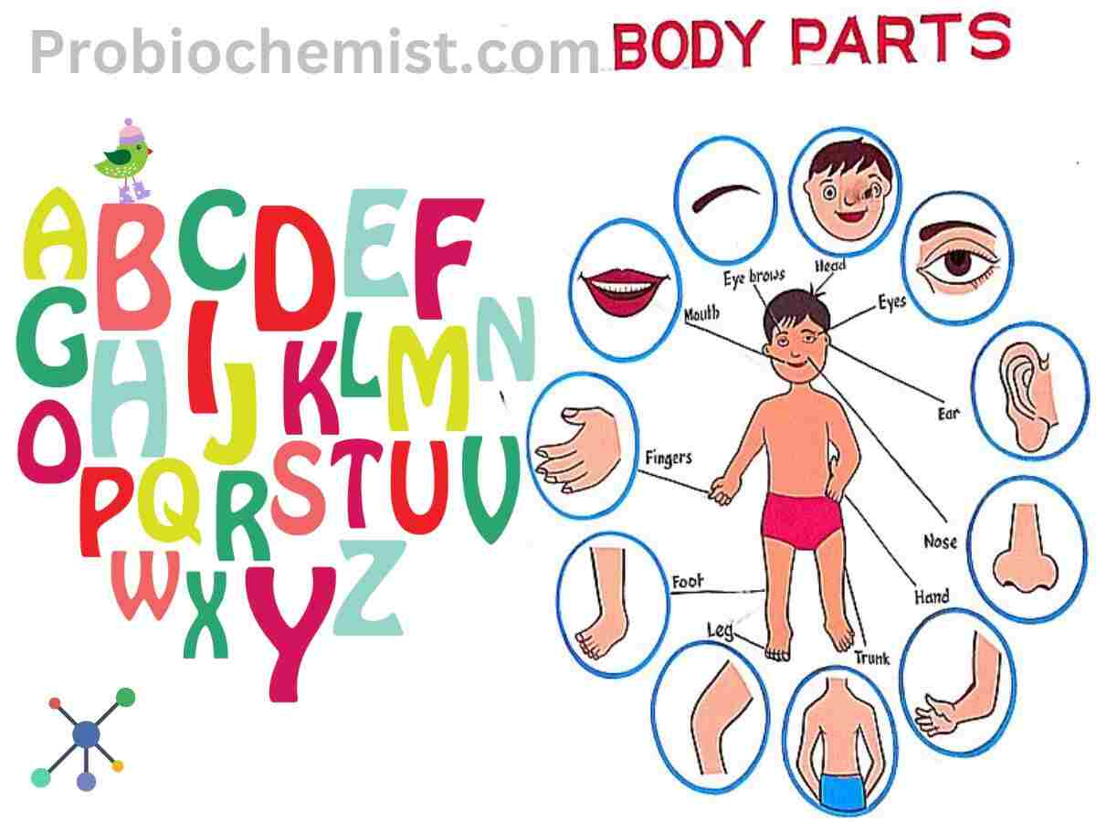 A to Z Body Parts Name, body part that starts with d