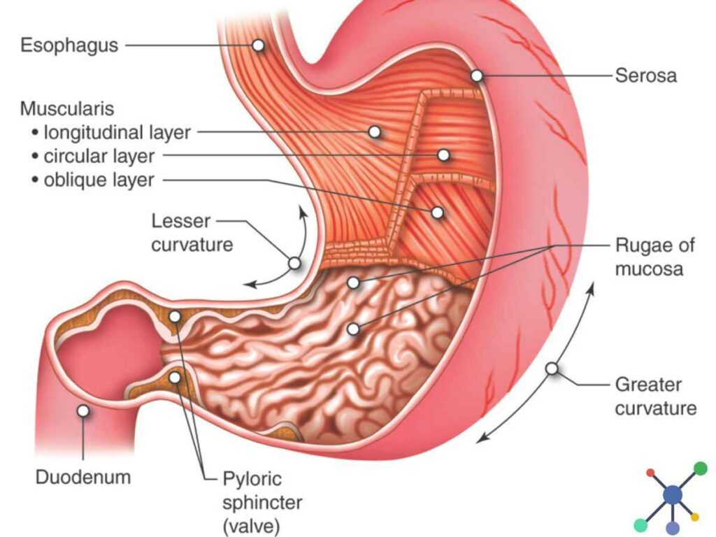 Explain The Process Of Digestion In Human Beings