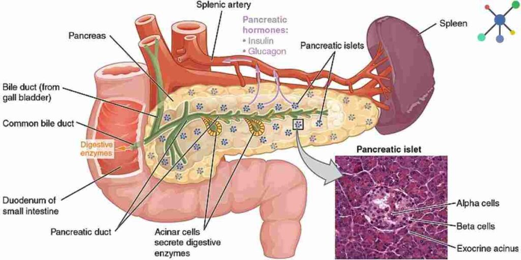 Explain The Process Of Digestion In Human Beings