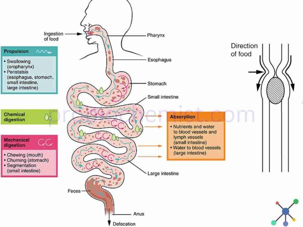 Human digestive system parts and functions
