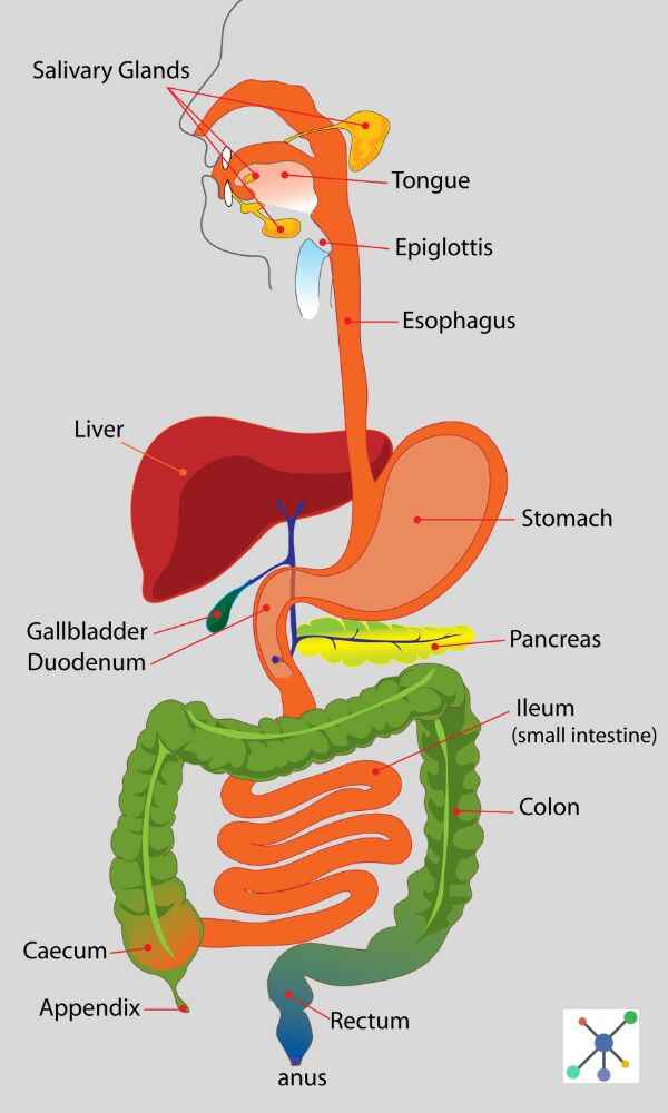 Labelled diagram of human digestive system For Class 7