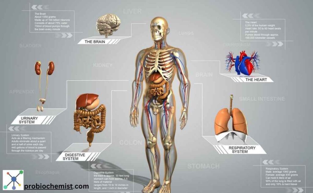 How To Make Human Digestive System Model – 3D Model