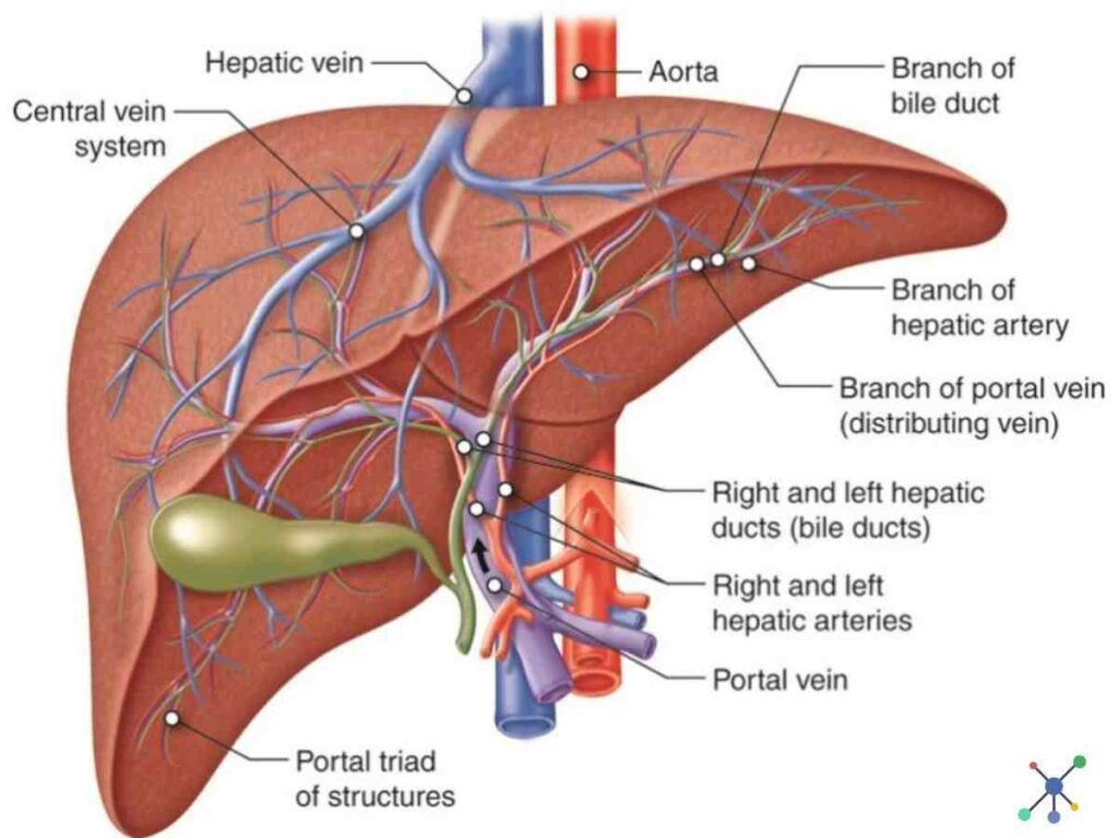 Short notes on human digestive system class 10 pdf