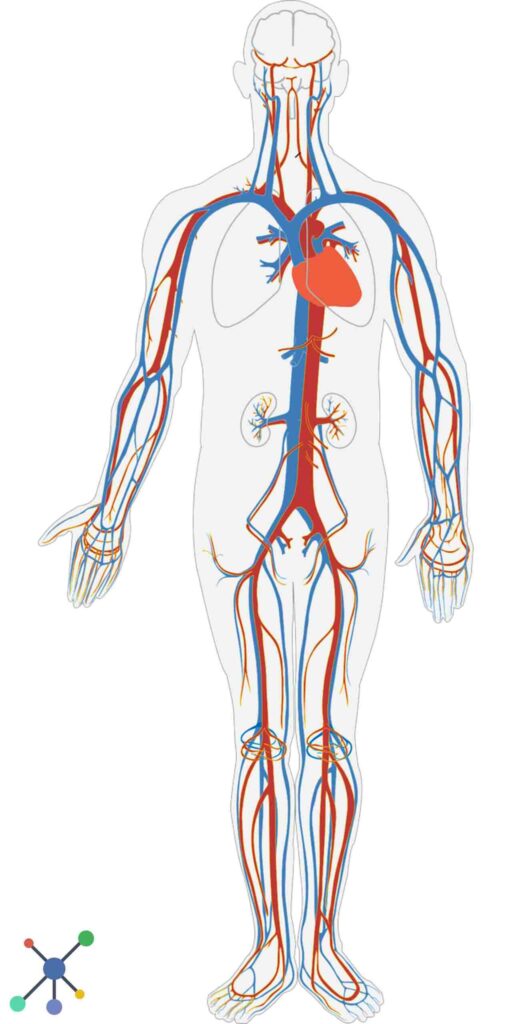 full body name english
write the parts of the body
body parts name male