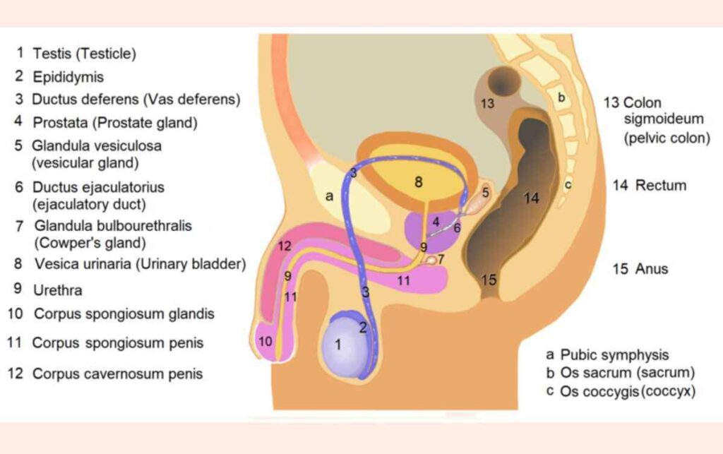 Human Reproduction Class 12 PPT