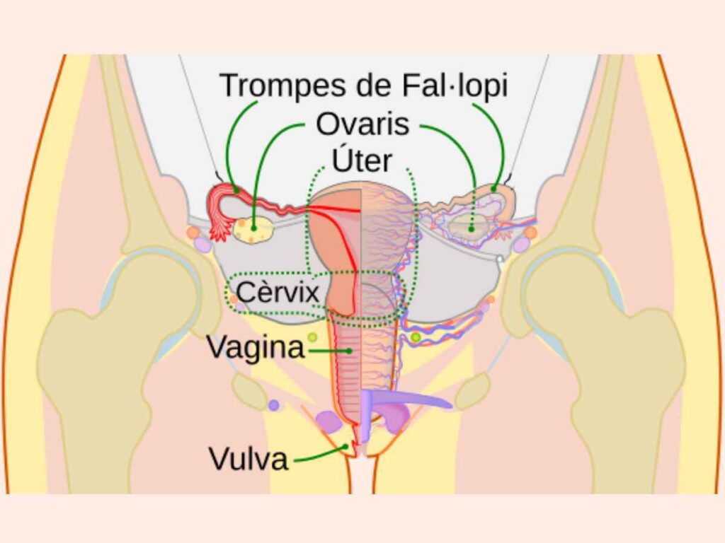 Human Reproduction Class 12 PPT