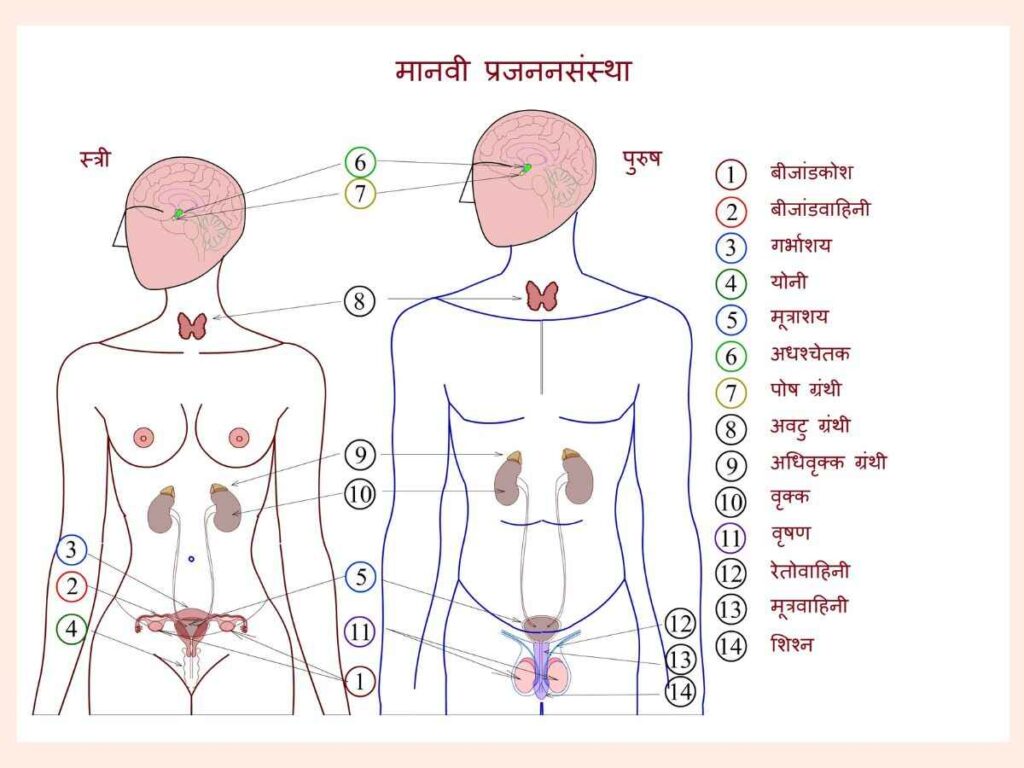 Human Reproduction Class 12 PPT