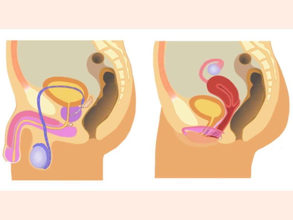 Human Reproduction Class 12 PPT