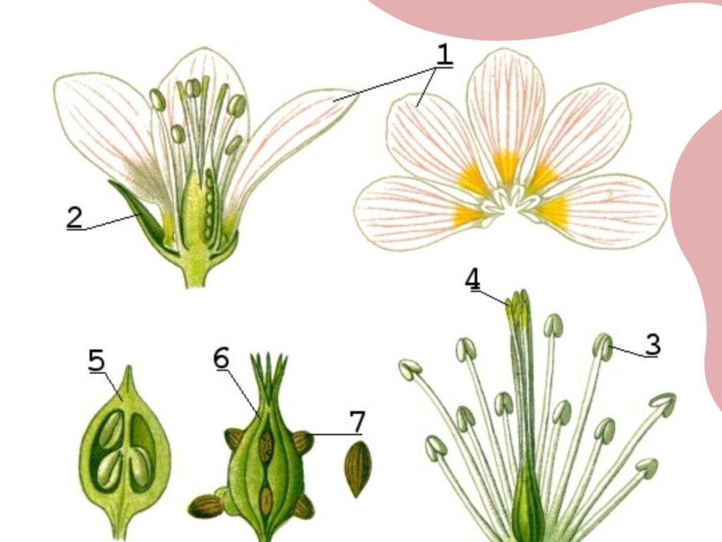 Morphology of Flowering Plants Plus One Botany Notes 