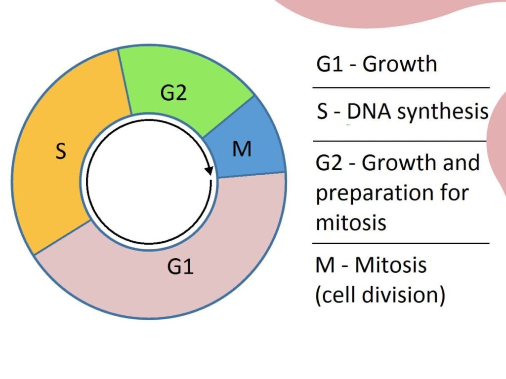 Plus One Botany Notes  PDF Cell Cycle