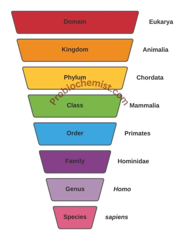 BIOLOGICAL CLASSIFICATION BOTANY