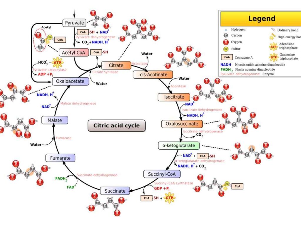 Citric Acid Cycle (Krebs Cycle) Notes