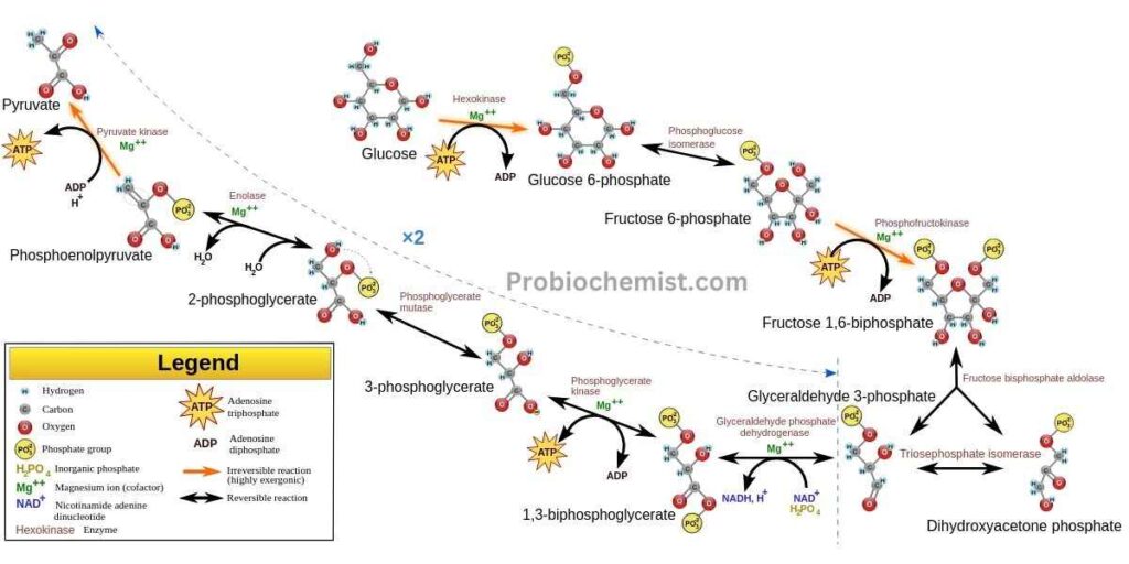 Glycolysis Notes Class 11