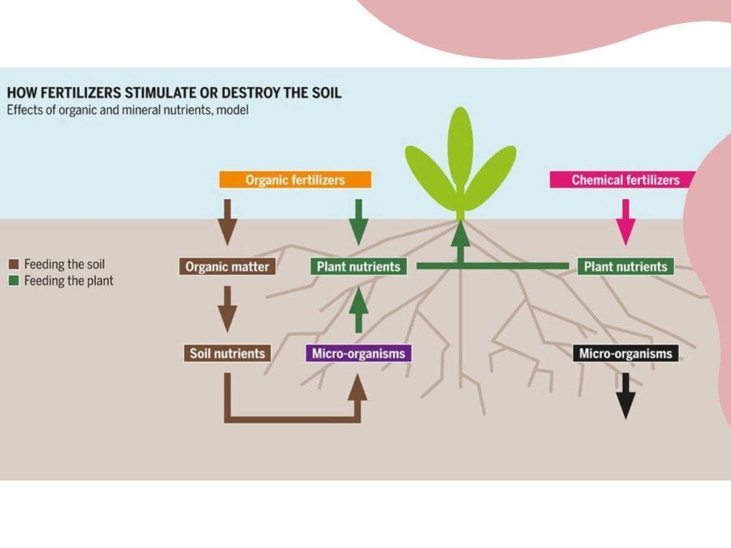 Plus One Botany Notes PDF Cell Cycle