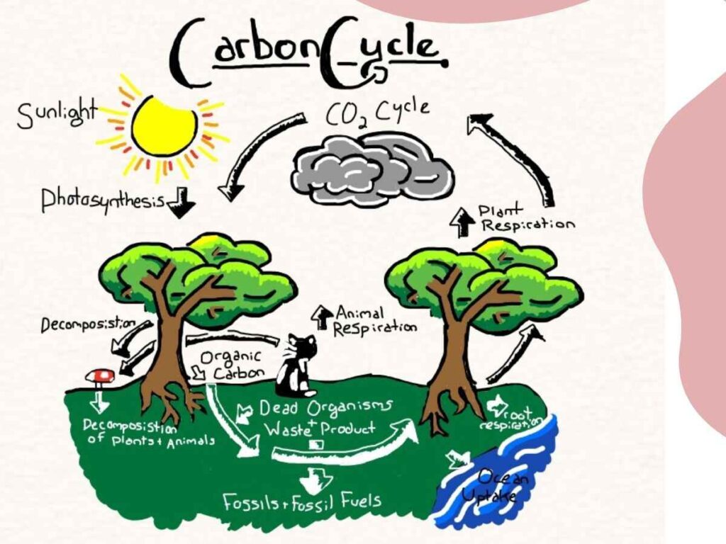 Plus One Botany Notes  PDF Download