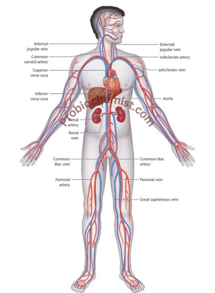 Body Fluids and Circulation Class 11 Zoology