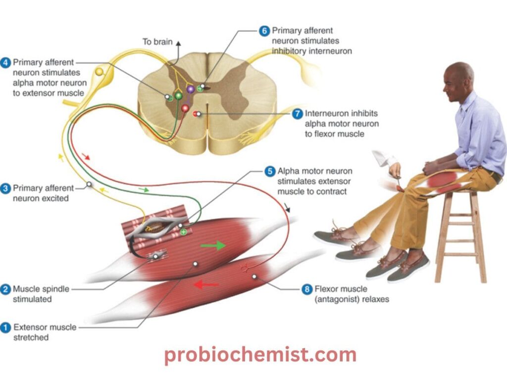 Neural Control and Coordination CLass 11 Zoology Notes