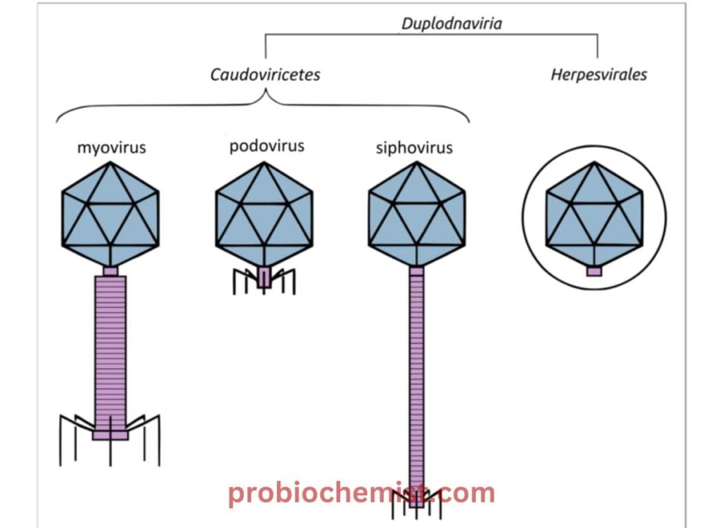 Biomolecules Plus One Zoology Chapter Wise Questions and Answers