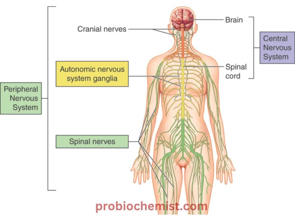 Plus One Zoology Chapter Wise Questions and Answers PDF Download